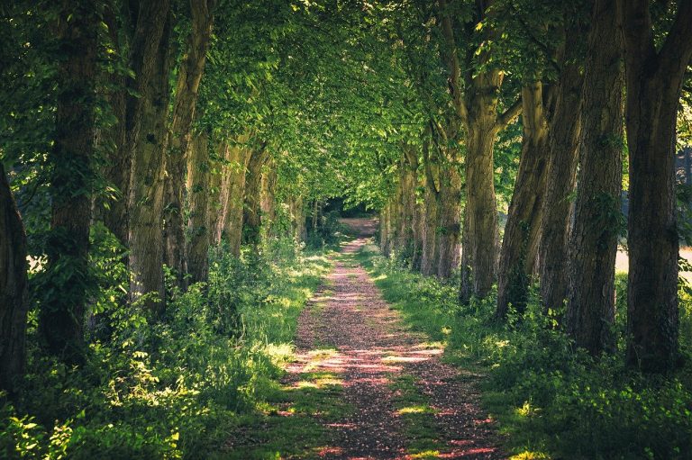 avenue, away, nature