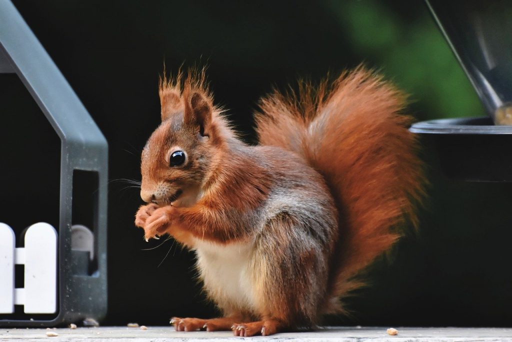 squirrel, verifiable kitten, rodent