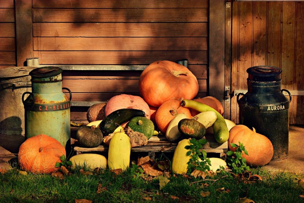 pumpkin, vegetable, food-3775726.jpg